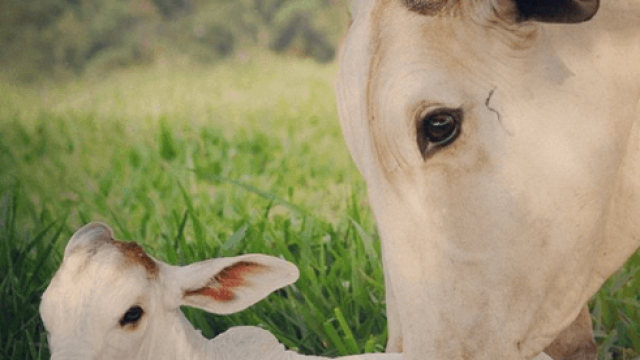 Colostro para o bezerro produzido artificialmente