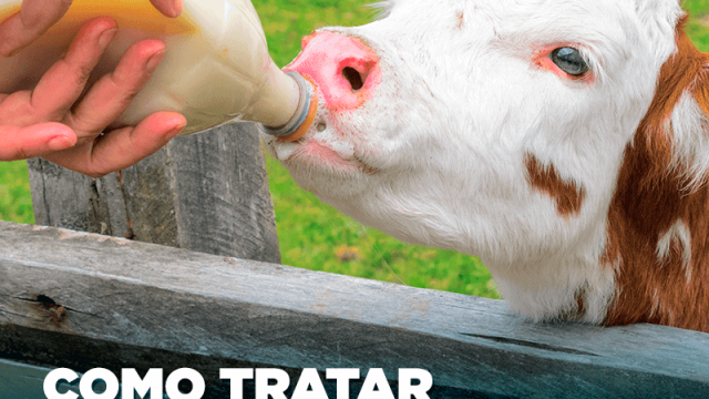 Soro para bezerros: como tratar a desidratação?