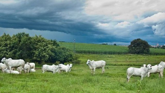 Engorda a pasto e a alta lucratividade