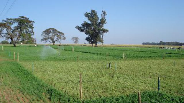 Pasto rotacionado: como atingir o ápice nutricional do capim