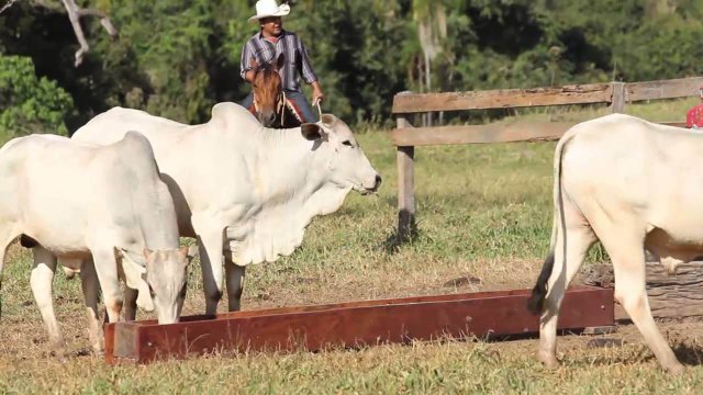 Uso de enxofre para gado