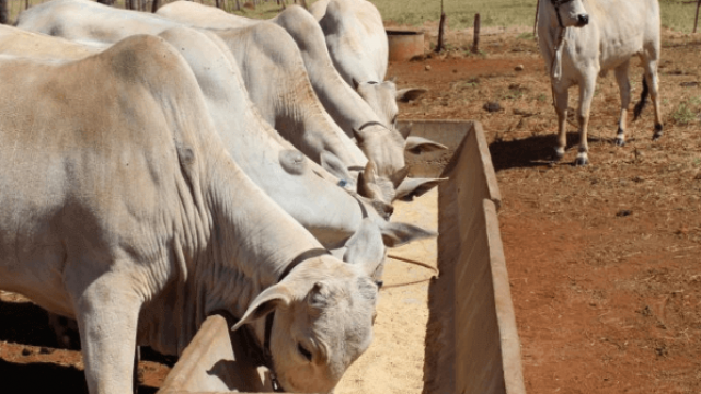 Sal mineral para gado: como e quando oferecer ao gado?