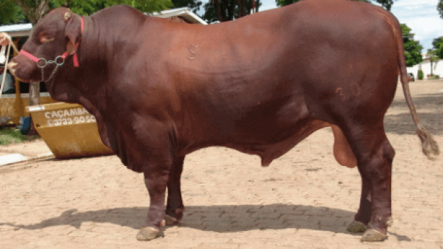 Quantas vacas um touro cobre por dia?