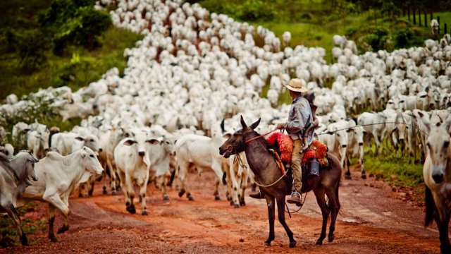 Engajamento da equipe na pecuária: como promover?