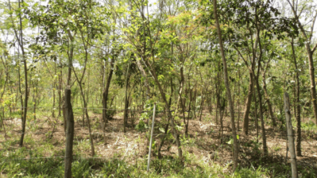 Climatização na pecuária ameniza altas temperaturas