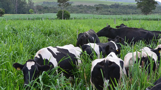 Como armazenar capim para pastagem de bovinos