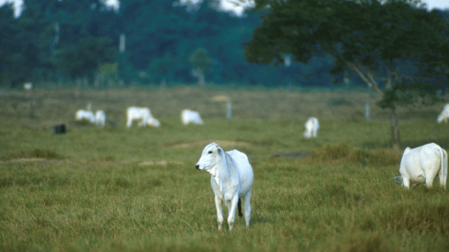 Antiparasitário: tratamento a pasto