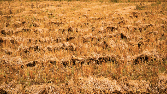 Manejo de pasto no período da seca