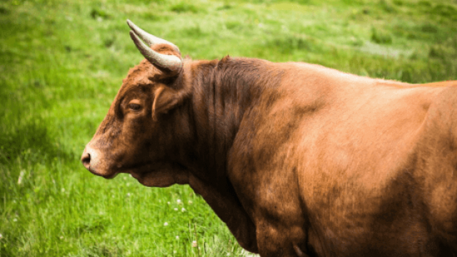 O que é rendimento de carcaça bovina?