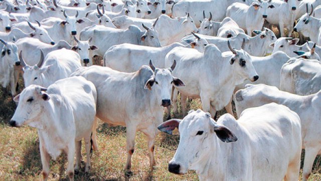 Sal proteinado para bovinos na seca