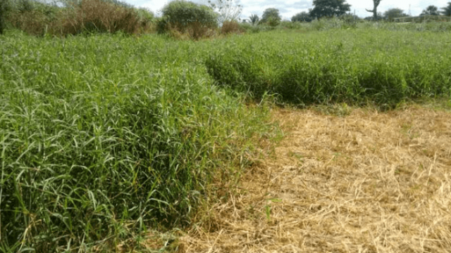 Feno em pé para uso no período da seca