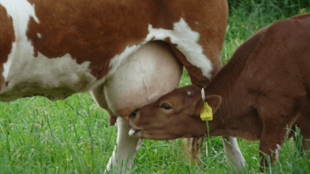 Ordenha de vaca pode ser feita depois do parto?