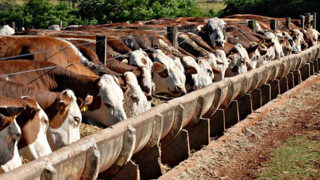 Como usar sal proteinado com ureia