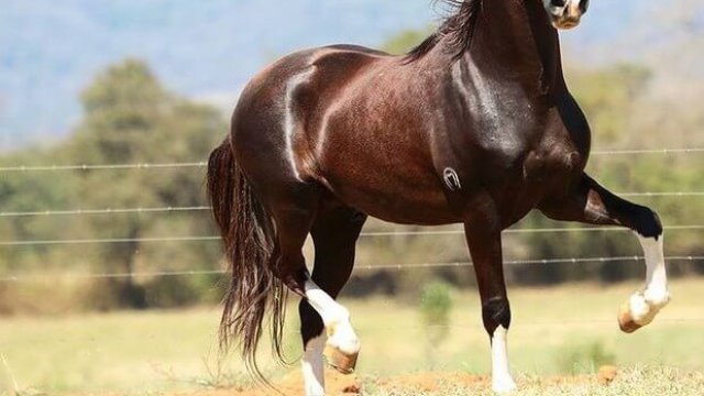 Posso dar sal proteinado para equinos?