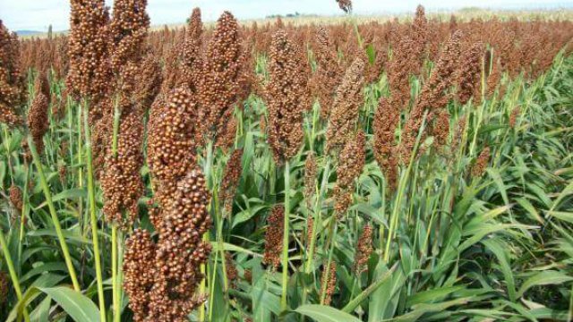 Sorgo para bovinos