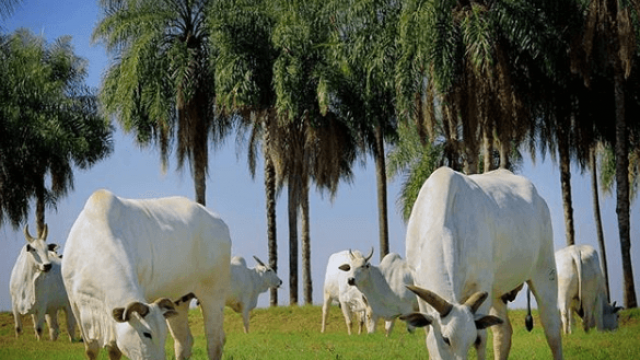 Implementando uma melhor gestão rural na pecuária