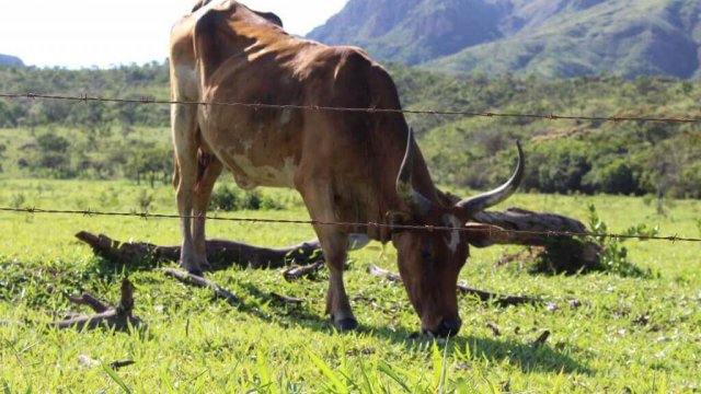 Terceirizar a engorda de bovinos vale a pena?