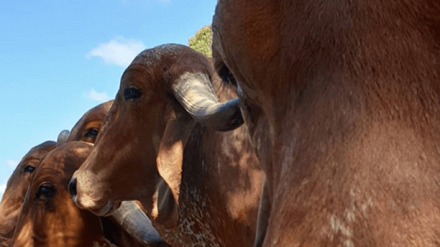 Calcular a quantidade de Animais por Hectare