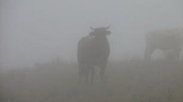 Por que não deixar o gado na chuva?