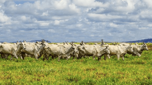 Doenças de pele mais comuns em bovinos