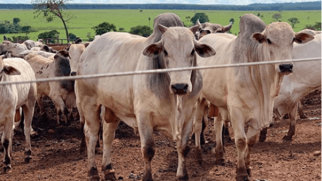 Metragem para o sistema de confinamento bovino