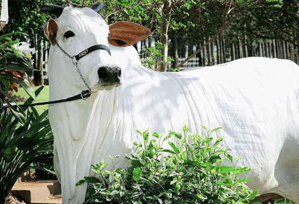 Berne em bovinos: como tratar e prevenir