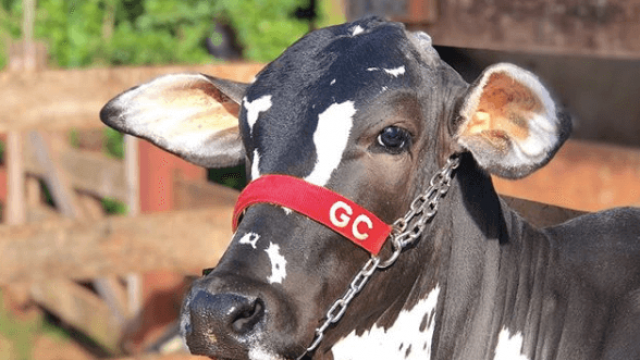 Produção de gado de corte a pasto irrigado