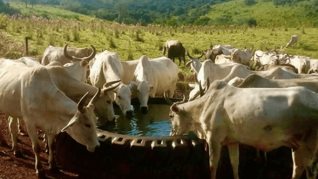 Onde instalar o bebedouro para bovinos?