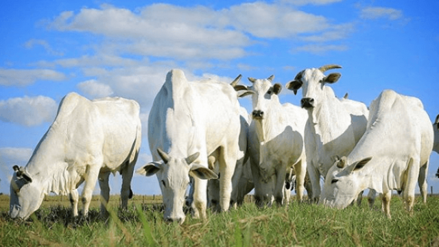 Como conservar silagem de palma forrageira