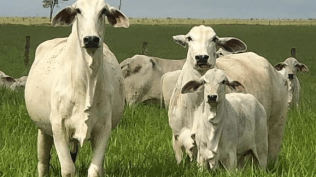 Mistura de fubá com sal mineral para o gado