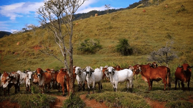 Você sabe como fazer consulta de imóvel rural?