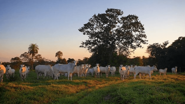 A silagem para bovinos substitui o pasto?