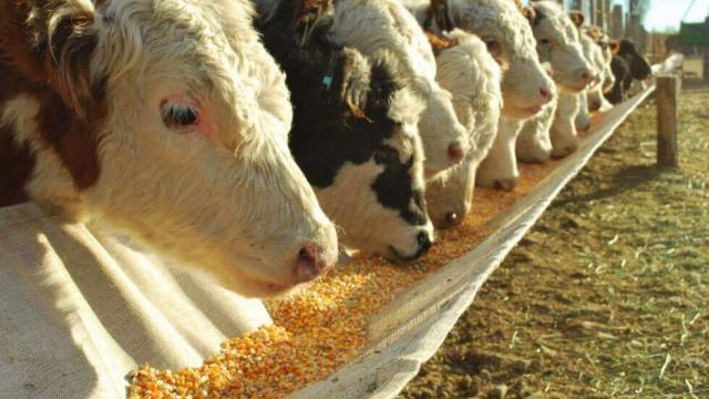 Trabalho rural: vantagens da terceirização