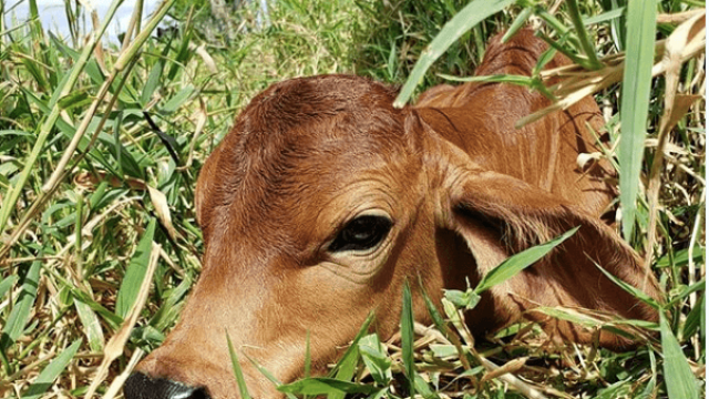 Quantidade de sal proteinado para bezerros