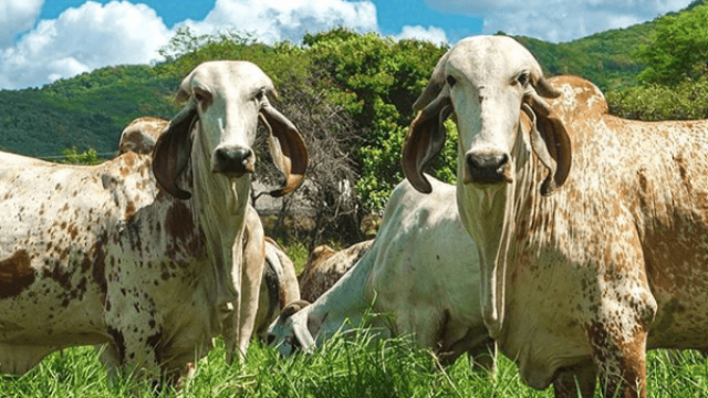 Tuberculose bovina: saiba tudo sobre a doença