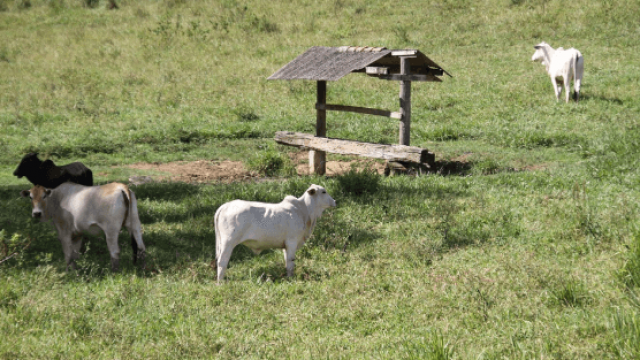 Tempo de armazenamento do sal mineral para gado de corte