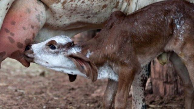 Como cuidar de bezerros recém-nascidos