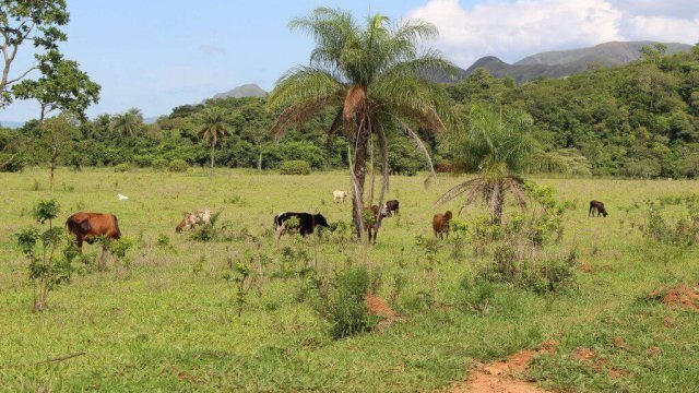 Evite doenças respiratórias em bovinos confinados