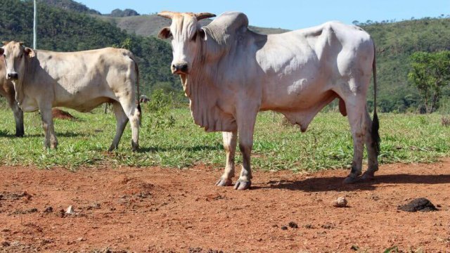 Tronco para manejo de gado: modelo hidráulico