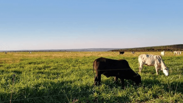 Quantidade de matéria seca consumida por dia no pasto