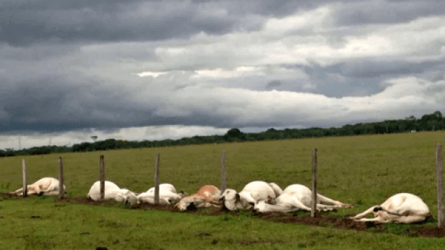 Como evitar boi morto por raio na propriedade rural?