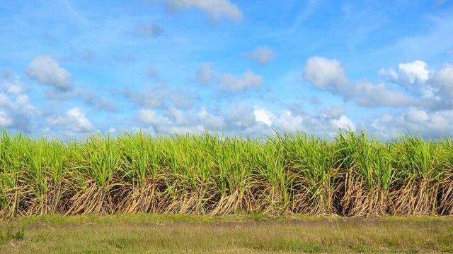 Como servir cana para bovinos: bagaço, silagem ou in-natura