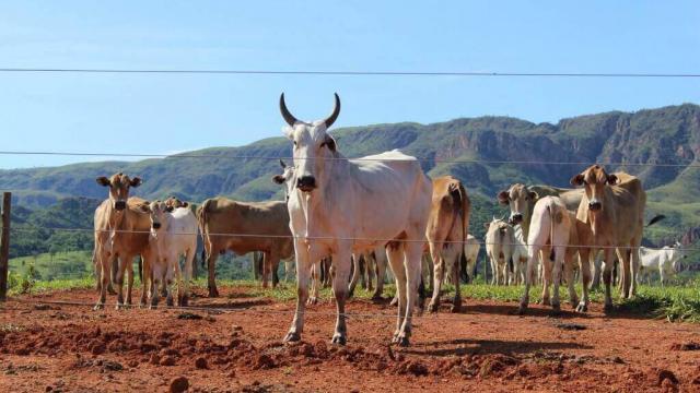 Crédito rural para produtores de todos os portes