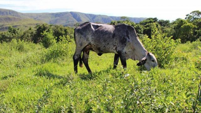 Ração de gado pode ser trocada sem afetar o consumo