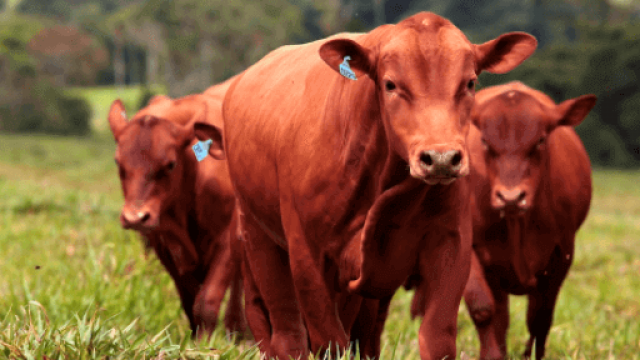 Gado Senepol está em crescimento no Brasil