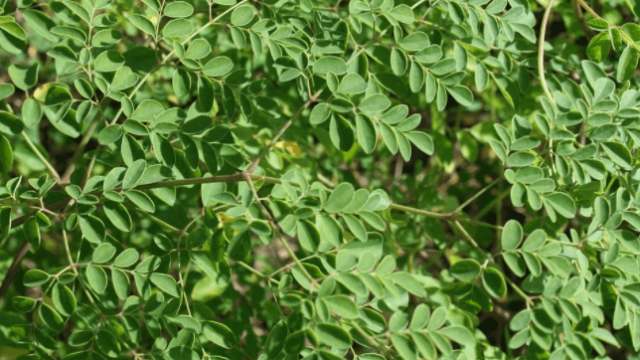 Moringa para gado é opção no período da seca