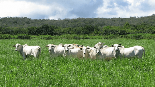 Entenda como fazer o plantio de pastagem