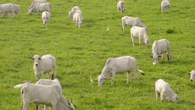 Pecuária orgânica está em crescimento no Brasil