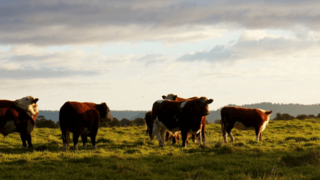 Os melhores cuidados na recria de bezerros