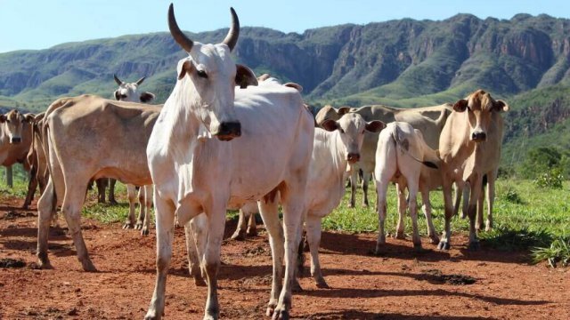 Consumo de sal mineral bovino: como evitar a rejeição